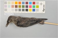 藏品(輝椋鳥)的圖片